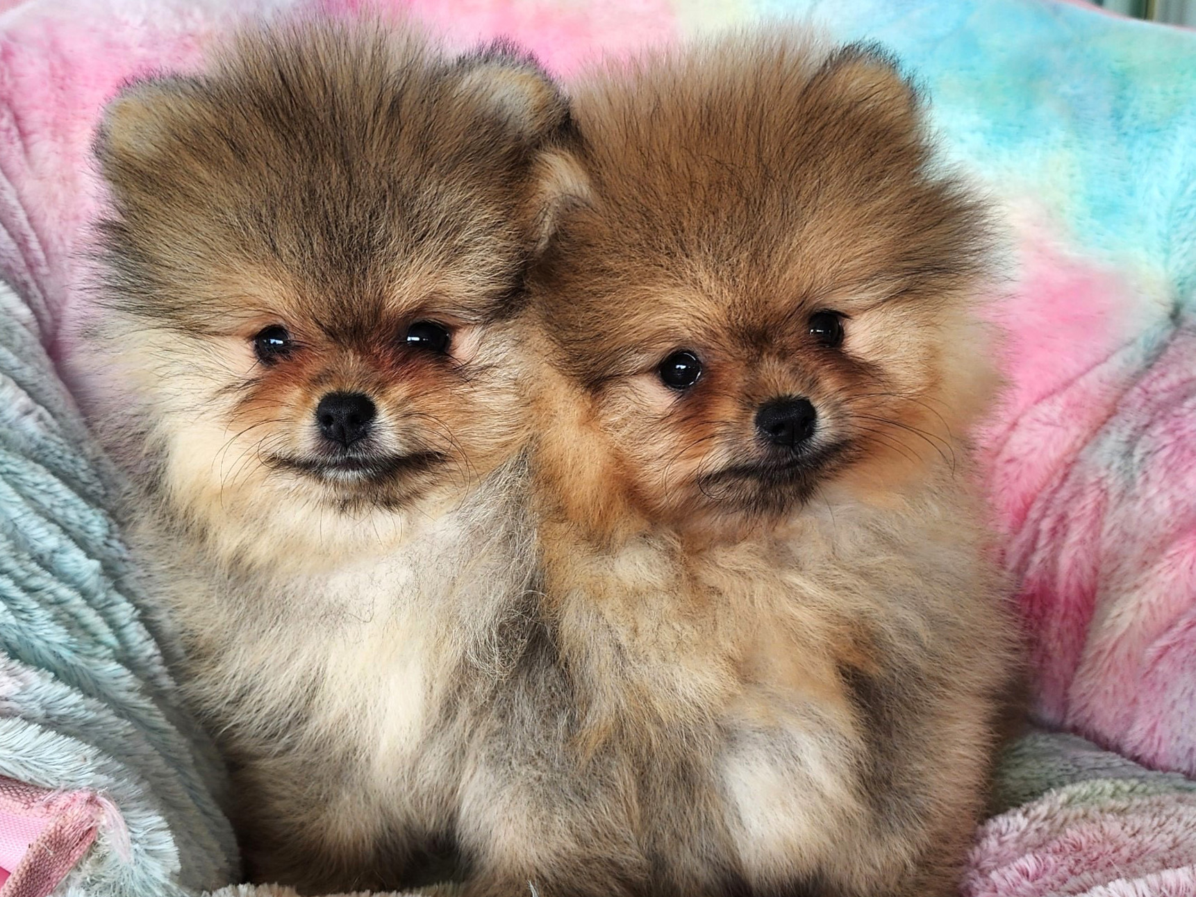 Sable Pom Puppies